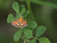 maudoc.com • Crambidae •  IMG_9318.jpg   Pyrausta aurata : Falena