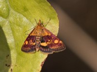 maudoc.com • Crambidae •  IMG_9551.jpg   Pyrausta aurata