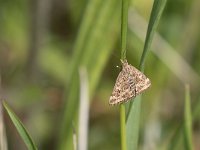 maudoc.com • Crambidae •  IMG_9806.jpg   Pyrausta despicata : Falena