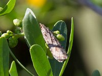 maudoc.com • Crambidae •  Nomophila_noctuella.jpg   Nomophila noctuella : Falena