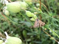 maudoc.com • Crambidae •  UAST8740.jpg   Pyrausta despicata : Falena