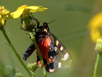 maudoc.com • Erebidae •  IMG_1325.jpg   Callimorpha dominula : Zygaena