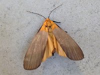 maudoc.com • Erebidae •  IMG_1437.jpg   Lithosia quadra