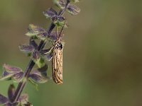 maudoc.com • Erebidae •  IMG_2194.jpg   Spiris striata : Falena