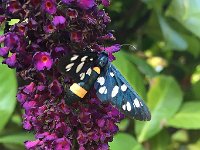 maudoc.com • Erebidae •  IMG_4520.jpg   Syntomis phegea : Falena, fiore, giardino