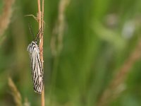 maudoc.com • Erebidae •  IMG_4772.jpg   Spiris striata : Falena