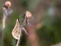 maudoc.com • Erebidae •  IMG_5217.jpg   Setina aurita : Falena