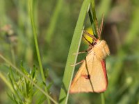 maudoc.com • Erebidae •  IMG_5276.jpg   Diacrisia sannio : Falena