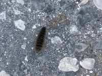 maudoc.com • Erebidae •  IMG_6269.jpg   Syntomis phegea  caterpillar : bruco