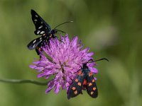 maudoc.com • Erebidae •  IMG_6521.jpg   Syntomis phegea & Zygaena transalpina : Falena, Zygaena