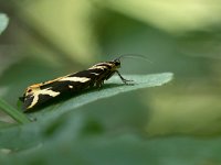 maudoc.com • Erebidae •  IMG_8375.jpg   Euplagia quadripunctaria : Falena