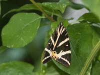 maudoc.com • Erebidae •  IMG_9312.jpg   Euplagia quadripunctaria : Falena