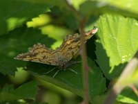 maudoc.com • Geometridae •  Ematurga_atomaria.jpg   Ematurga atomaria