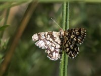 maudoc.com • Geometridae •  IMG_0015.jpg   Chiasmia clathrata : Falena