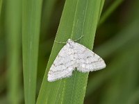 maudoc.com • Geometridae •  IMG_0096.jpg   Mesotype verberata : Falena