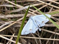 maudoc.com • Geometridae •  IMG_0576.jpg   Scopula ornata : Falena