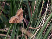 maudoc.com • Geometridae •  IMG_1007.jpg   Scotopteryx chenopodiata : Falena