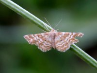 maudoc.com • Geometridae •  IMG_1088.jpg   Emmiltis pygmaearia : Falena