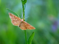 maudoc.com • Geometridae •  IMG_1097.jpg   Idaea ochrata : Falena