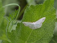 maudoc.com • Geometridae •  IMG_2240.jpg   Scopula ornata : Falena