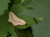 maudoc.com • Geometridae •  IMG_2697.jpg   Timandra comae : Falena