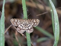 maudoc.com • Geometridae •  IMG_3612.jpg   Chiasmia clathrata : Falena