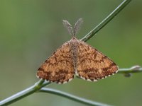 maudoc.com • Geometridae •  IMG_3915.jpg   Ematurga atomaria  male