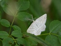 maudoc.com • Geometridae •  IMG_4158.jpg   Perconia strigillaria : Falena