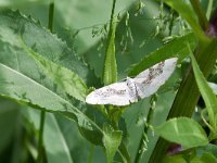 maudoc.com • Geometridae •  IMG_4247.jpg   Xanthorhoe montanata : Falena