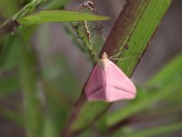 maudoc.com • Geometridae •  IMG_4475.jpg   Rhodometra sacraria : Falena