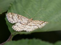 maudoc.com • Geometridae •  IMG_4765.jpg   Heliomata glarearia : Falena