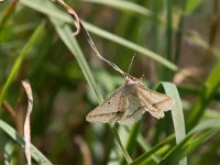 maudoc.com • Geometridae •  IMG_4868.jpg   Isturgia arenacearia : Falena