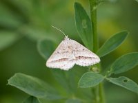 maudoc.com • Geometridae •  IMG_4994.jpg   Isturgia arenacearia : Falena