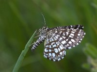 maudoc.com • Geometridae •  IMG_5229.jpg   Chiasmia clathrata : Falena