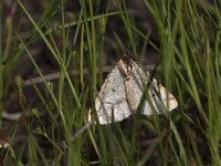 maudoc.com • Geometridae •  IMG_5547.jpg   Aspitates ochrearia : Falena