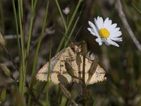 maudoc.com • Geometridae •  IMG_5550.jpg   Aspitates ochrearia : Falena