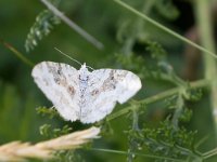 maudoc.com • Geometridae •  IMG_5553.jpg   Xanthorhoe montanata : Falena