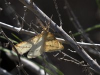 maudoc.com • Geometridae •  IMG_5554.jpg   Aspitates ochrearia : Falena