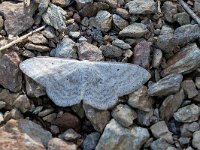 maudoc.com • Geometridae •  IMG_5572.jpg   Scopula incanata : Falena