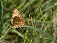 maudoc.com • Geometridae •  IMG_6054.jpg   Ematurga atomaria : Falena