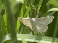 maudoc.com • Geometridae •  IMG_7389.jpg   Thalera fimbrialis : Falena