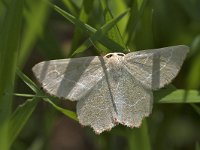 maudoc.com • Geometridae •  IMG_7392.jpg   Thalera fimbrialis : Falena