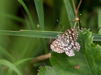 maudoc.com • Geometridae •  IMG_7507.jpg   Chiasmia clathrata : Falena