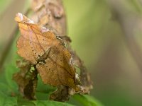 maudoc.com • Geometridae •  IMG_7980.jpg   Apeira syringaria : Falena