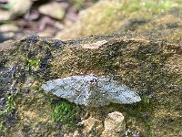 maudoc.com • Geometridae •  IMG_8160b.jpg   Ectropis crepuscularia : Falena