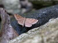 maudoc.com • Geometridae •  IMG_8321.jpg   Scopula rubiginata : Falena