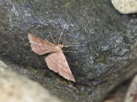 maudoc.com • Geometridae •  IMG_8324.jpg   Scopula rubiginata : Falena