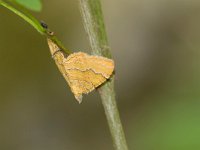 maudoc.com • Geometridae •  IMG_8443.jpg   Camptogramma bilineata : Falena