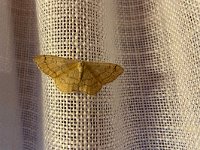 maudoc.com • Geometridae •  IMG_8762.jpg   Idaea aversata : Falena