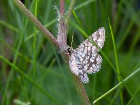 maudoc.com • Geometridae •  IMG_8870.jpg   Chiasmia clathrata : Falena, Farfalla